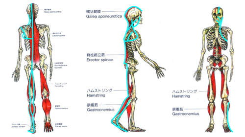 東御市,上田市,小諸市,整体,指圧,ほぐしや,マッサージ,アナトミー・トレイン