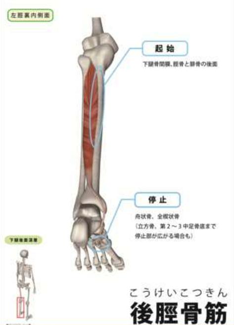東御市,上田市,小諸市,整体,指圧,ほぐしや,指圧,整体