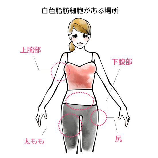 東御市,上田市,小諸市,整体,指圧,ほぐしや,褐色脂肪細胞