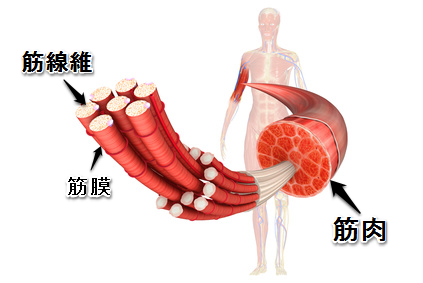 東御市,上田市,小諸市,整体,指圧,ほぐしや,筋肉痛の本当の理由