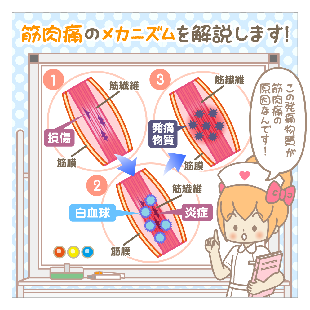 東御市,上田市,小諸市,整体,指圧,ほぐしや,筋肉痛の本当の理由