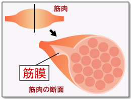 東御市,上田市,小諸市,整体,指圧,ほぐしや,マッサージ,筋膜リリース・ストレッチ