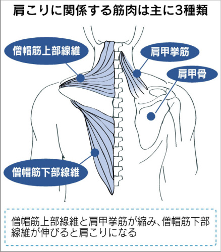 東御市,上田市,小諸市,整体,指圧,ほぐしや,背中のハリを解消するストレッチ
