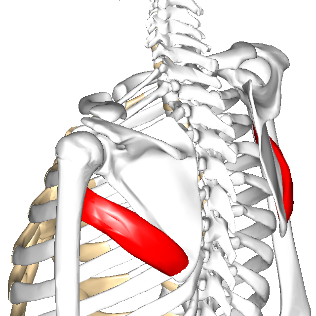 東御市,上田市,小諸市,整体,指圧,ほぐしや,マッサージ,肩コリの施術にアプローチしている筋肉