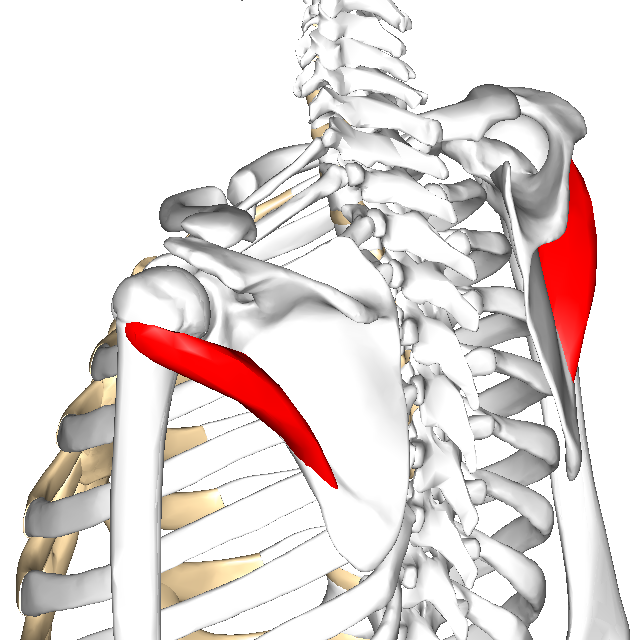 東御市,上田市,小諸市,整体,指圧,ほぐしや,マッサージ,肩コリの施術にアプローチしている筋肉
