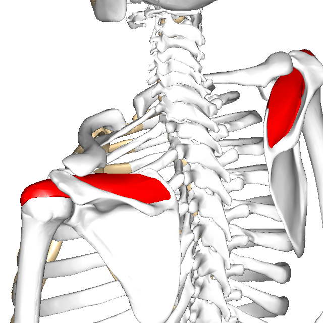 東御市,上田市,小諸市,整体,指圧,ほぐしや,マッサージ,肩コリの施術にアプローチしている筋肉