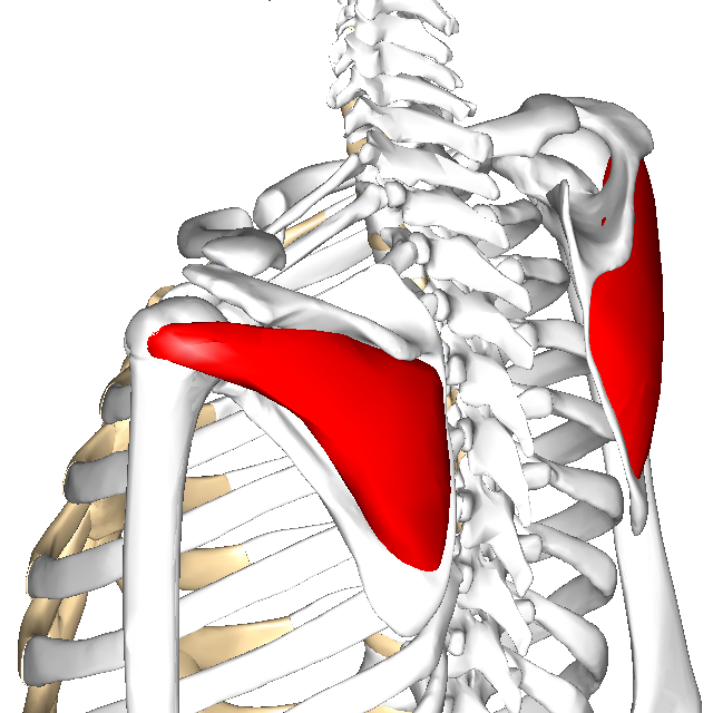 東御市,上田市,小諸市,整体,指圧,ほぐしや,マッサージ,肩コリの施術にアプローチしている筋肉