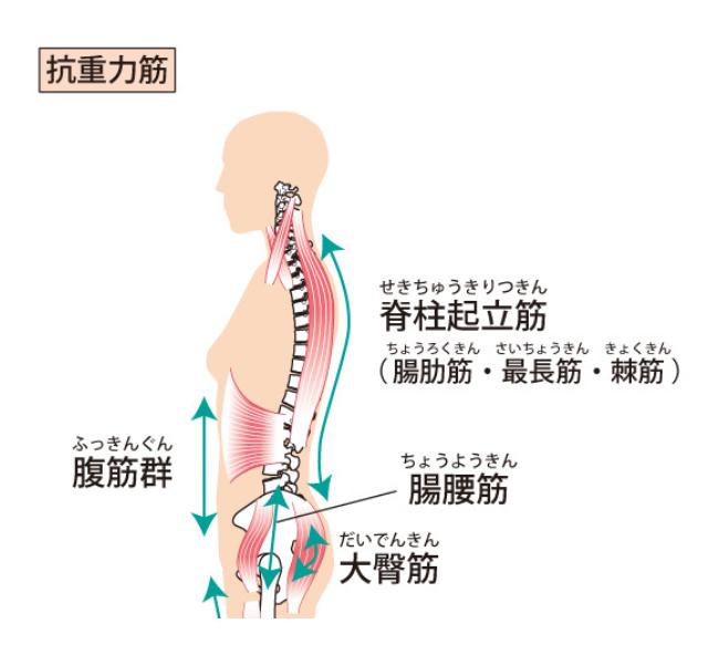 東御市,上田市,小諸市,整体,指圧,ほぐしや,脊椎間狭窄症,椎間板ヘルニア