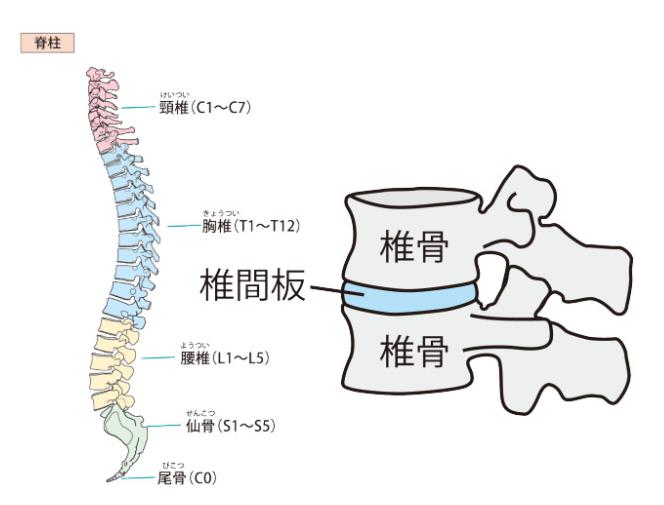 東御市,上田市,小諸市,整体,指圧,ほぐしや,脊椎間狭窄症,椎間板ヘルニア