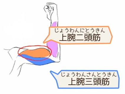 東御市,上田市,小諸市,整体,指圧,ほぐしや,筋肉と腱と靭帯の違い