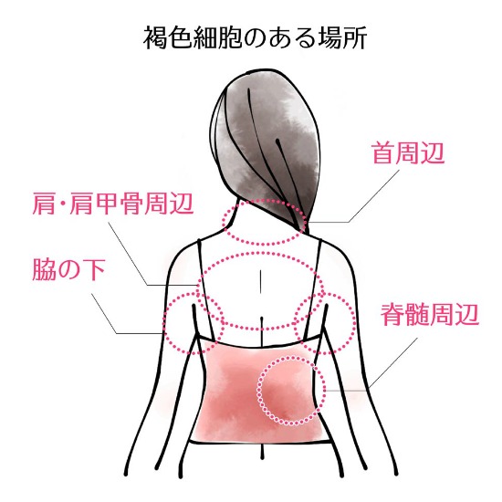 東御市,上田市,小諸市,整体,指圧,ほぐしや,褐色脂肪細胞
